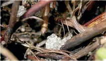  ?? MIKE HICKFORD ?? These ¯ınanga eggs, each about 1mm in diameter, were laid in riparian vegetation in the Fox River, Buller.