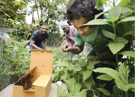  ?? RICHARD LAUTENS/TORONTO STAR ?? Roger Sader, right, and Nima Alizadeh, left, visit each other and some lost bees. Alizadeh rescued more than 100 bees left behind by the hive last week.