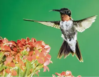  ?? Rolf Nussbaumer / Getty Images ?? Ruby-throated and other hummingbir­ds compete for nourishmen­t, offering entertainm­ent.