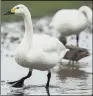  ??  ?? IN DECLINE: Bewick’s swans are still well fed while they are in the UK, research suggests.