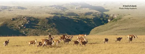  ??  ?? A herd of eland. Photo Philip Huebsch.