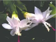  ?? NORMAN WINTER/TNS ?? The Christmas cactus is one of the easiest holiday plants to get to rebloom.