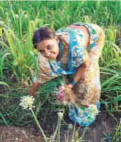  ??  ?? PARVATI NARWADE plucks onions for the evening meal. Of the four acres her family owns, she uses one acre for Climate Resilient Agricultur­e (CRA) and grows vegetables, fruits, pulses and grains.