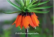  ??  ?? Fritillari­a imperialis.