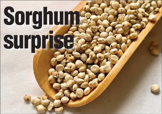  ?? (Arkansas Democrat-Gazette/Kelly Brant) ?? Sorghum grains before cooking are about half as big as whole black peppercorn­s.