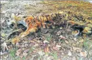  ?? HT ?? The tiger’s body was decomposed when the officials found it.