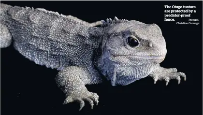  ?? Picture / Christine Cornege ?? The Otago tuatara are protected by a predator-proof fence.