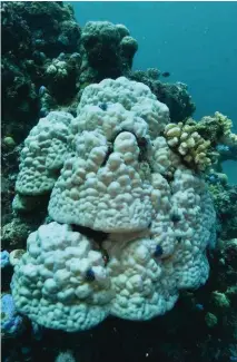  ??  ?? Massive Porites corals, such as this, which can live for many hundreds of years and grow as big as cars, usually survive bleaching, although this one in the northern GBR was hit during the 2016 event.