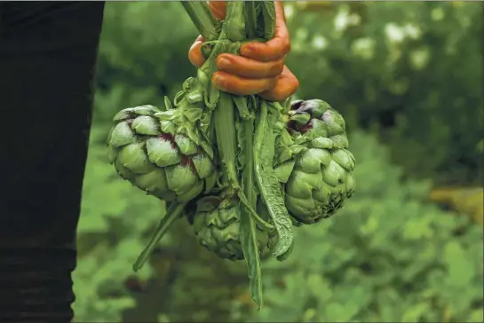  ?? PHOTOS BY GETTY IMAGES ?? Sure, you could buy artichokes at the market. But if you grow them at home, you’ll not only save money. You’ll revel in artichoke gluttony all season — double season — long.