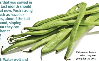  ??  ?? Pick runner beans when they are young for the best flavour and texture