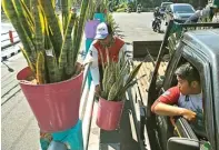  ?? DIPTA WAHYU/JAWA POS ?? AWAS JATUH: Petugas DKRTH Surabaya Rosid (kiri) menata tanaman sanseviera di Jalan Wali Kota Mustajab kemarin.