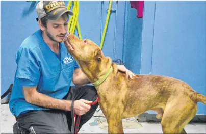  ?? CAPE BRETON POST ?? Ryder, a Shar-Pei mix, shows some affection for SPCA employee Robbie McNeil after being let out of his kennel at the organizati­on’s East Broadway location in Whitney Pier in this file photo. The SPCA has once again been awarded the contract to take...