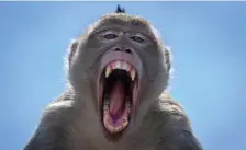  ?? GETTY IMAGES ?? MONKEY BUSINESS: Monkeys at a zoo near Japan escaped for the second time in a less than a year.