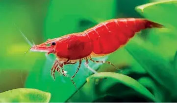  ?? ?? ABOVE: Cherry shrimps are susceptibl­e to contaminan­ts.