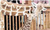  ??  ?? APRIL the giraffe became a Youtube sensation the last time she gave birth at the Animal Adventure Park in Harpursvil­le, New York in 2017.