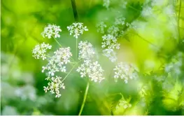  ??  ?? Bottom left: With a macro lens you can be drawn into another world, in this case a hedgerow of cow parsley.