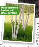  ??  ?? Multi-stemmed birches suit small gardens