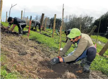  ?? ?? Jobs were created on Matakana Island when Huakiwi Services planted kiwifruit orchards.