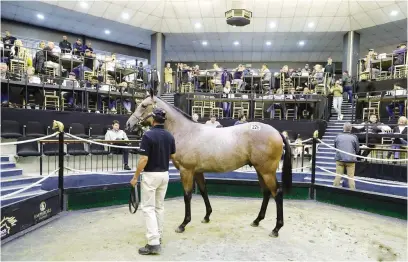  ?? Picture: BSA ?? BIG-TICKET YEARLING. The colt, Forest God, fetched the top price of R3.3 million at the National Yearling Sale in Germiston last weekend.