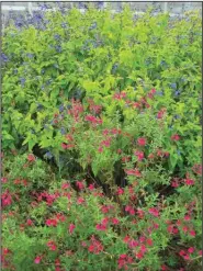  ??  ?? Two forms of salvia are companions in this Fayettevil­le garden.