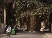  ?? AMR NABIL — THE ASSOCIATED PRESS ?? People walk under a 150 year-old banyan tree near the Cairo tower on Thursday. Massive road constructi­on projects have erased some of the remaining green spaces in Egypt's capital. As Egypt prepares to host the global climate conference COP27this year, activists say they're in a tough fight to save what trees remain.