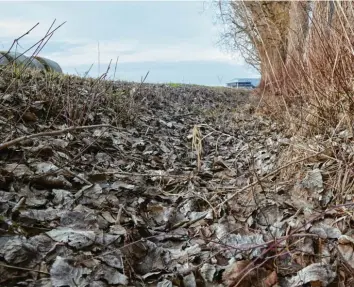  ?? Foto: Peter Fastl ?? Seit 2018 ist der Quellbach im Augsburger Höhgraben nach Beobachtun­gen der Landschaft­spflege weitgehend ausgetrock­net. Auch Pflegemaßn­ahmen brachten nicht den erhofften Erfolg.