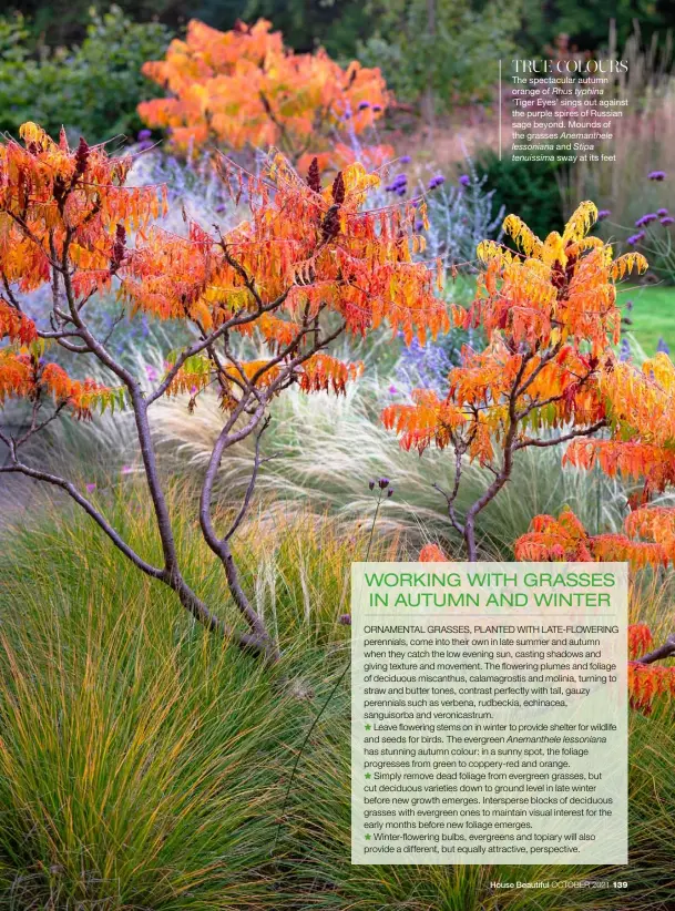  ??  ?? The spectacula­r autumn orange of
‘Tiger Eyes’ sings out against the purple spires of Russian sage beyond. Mounds of the grasses and sway at its feet