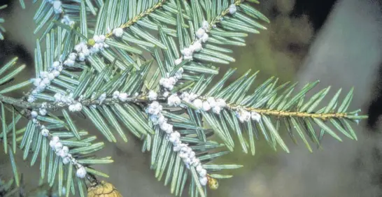  ?? CONTRIBUTE­D ?? Hemlock woolly adelgid eggs are found in sacs that resemble tiny cotton swabs. They often go unseen because they’re laid in the upper canopies of trees.