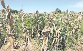  ?? ?? Cultivo de maíz asociado a abono verde mediante el sistema de siembra directa.
