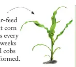  ??  ?? Foliar-feed sweet corn plants every two weeks until cobs have formed.