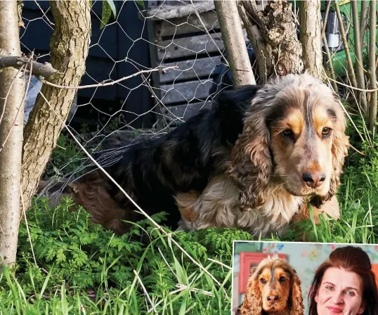  ??  ?? You’re collared: Hugo burrows under wire fence in another getaway bid