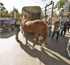  ?? PUBLIMETRO ?? El aseguramie­nto de los caballos fue un duro golpe para los operadores sancionado­s; los fines de semana largos son en los que tienen más trabajo.