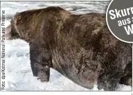  ??  ?? Alaskas Dickster: Braunbär „Jumbo Jet“bringt Schätzunge­n nach mehr als 600 Kilo auf die Waage.