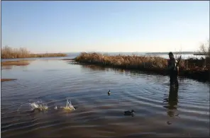  ?? (Arkansas Democrat-Gazette/Bryan Hendricks) ?? The shallow backwaters and sidewaters at Lake Dardanelle are excellent places to hunt multiple duck species.