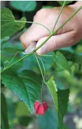  ?? ?? SHOOT TO THRILL: Always pick young growth for cuttings