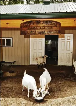  ?? AMY LOMBARD, NYT ?? A pair of goats dig in to some chow at Goats of Anarchy, where, like the sign says, “goats just wanna have fun,” in Annandale, N.J.