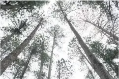  ??  ?? THE TREES OF BUCARI – Coinciding with Environmen­t Month this June, the country’s top foresters made an excursion to the mistshroud­ed mountain village of Bucari in the town of Leon, considered Iloilo province’s summer capital, to plant more trees. (Tara Yap)