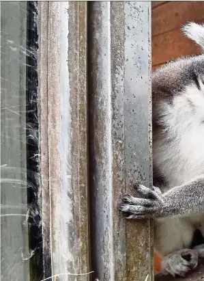  ??  ?? A ring-tailed lemur at a zoo in Duisburg, Germany. This species joins other primates on the endangered list. — AP
