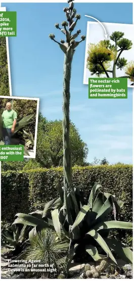  ??  ?? Flowering Agave
salmiana so far north of Devon is an unusual sight