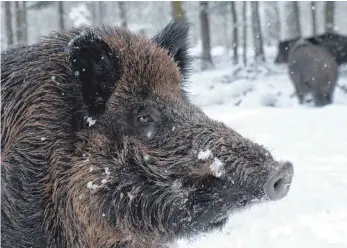  ?? FOTO: DPA ?? Über weggeworfe­ne Wurstbrote wird die Afrikanisc­he Schweinepe­st eingeschle­ppt. Ein Mittel dagegen wären höhere Abschussza­hlen von Wildschwei­nen, denn sie fressen Essensrest­e.