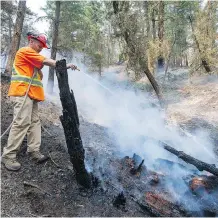  ??  ?? “We all knew how dry it was,” says firefighte­r Dave Cady from Borland Creek Logging. Crews in Williams Lake have managed so far to minimize the damage from wildfires that started on Friday.