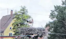  ?? FOTO: UTZ ?? Die Fans der Gunninger Störche hoffen auch in diesem Jahr auf Nachwuchs im Horst. So wie hier im vergangene­n Juni.