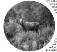  ?? SUPPLIED BY KEN TUSTIN ?? The last known photo of a moose in Fiordland, taken in 1952 by Robin Francis Smith.