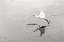  ?? ?? An egret searches for a meal at the San Elijo Lagoon Ecological Reserve on Thursday in Encinitas.