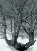  ??  ?? Patrick Van Caeckenber­gh « Drawing of old trees on wintry
days during » . 2007-2014. 73 x 59,5 cm. (Ph. Fotorama). Crayon et peinture sur papier. Pencil and paint on paper Maquette pour/ model for « The Christ
before Jesus » . 2014. Technique mixte....