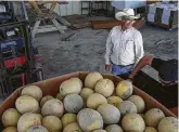  ?? Jon Shapley / Staff photograph­er ?? Alvaro Mandujano smiles as Adrian Duran piles 1,500 pounds of cantaloupe­s onto his truckbed.