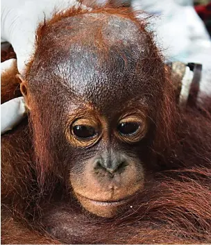  ??  ?? Pitiful: No amount of coaxing can make the tiny orangutan leave his mother