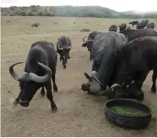  ??  ?? Buffalo fight, kicking up dust, trying to get to the food on Kobus Crous’s farm.