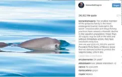  ??  ?? les debe, incluso, su Oscar). Pero ¿Y la vaquita? ¿Hay tiempo para la vaquita? Estoy segura que la preocupaci­ón que Obama le compartió a EPN al respecto en su momento, no podría importarle menos al nuevo POTUS.