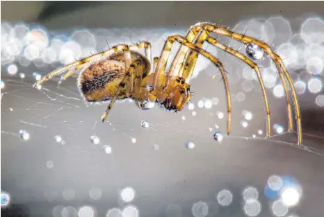  ?? FOTO: DPA ?? Auch ästhetisch­e Bilder können Menschen abschrecke­n: Spinne im Netz voller Tautropfen.